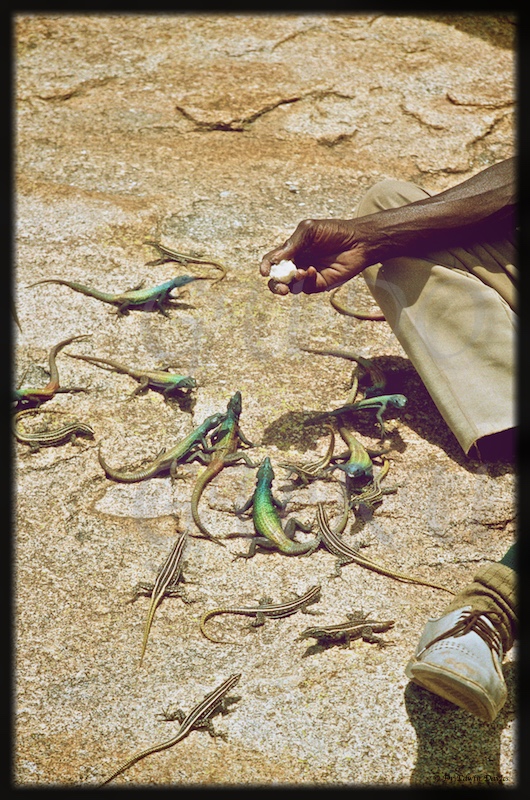 Eastern Highlander: Feeding the Lizards at Matopos 