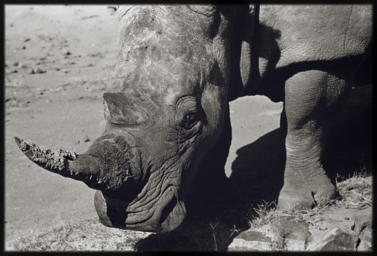 Eastern Highlander Sees a Rhino in Mutare