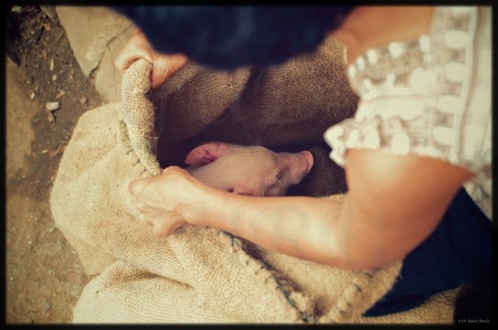 Eastern Highlander and Viet Nam: In Colour