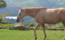 Horses at The Troutbeck&nbsp;School
