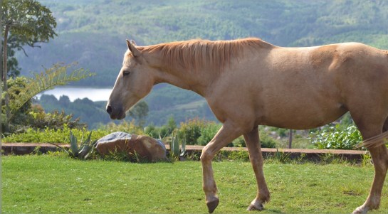 Horses at Hornbydale