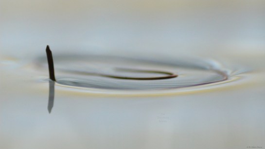 Baby Loch Ness monster