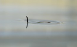 Baby Loch Ness&nbsp;monster