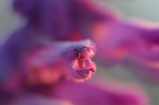 Insect pollinated flowers