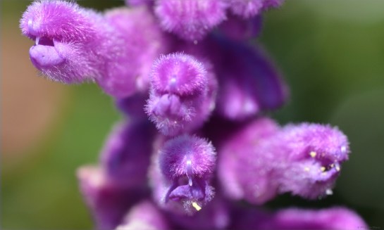 Insect pollinated flowers, Troutbeck, Zimbabwe