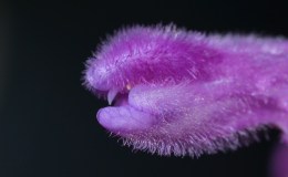 The little monsters of&nbsp;March