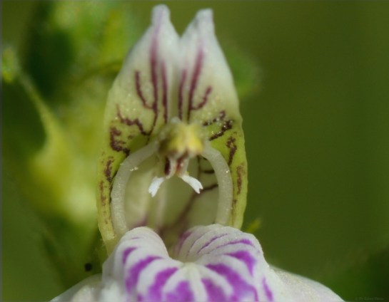 Insect pollinated flowers, Troutbeck, Zimbabwe