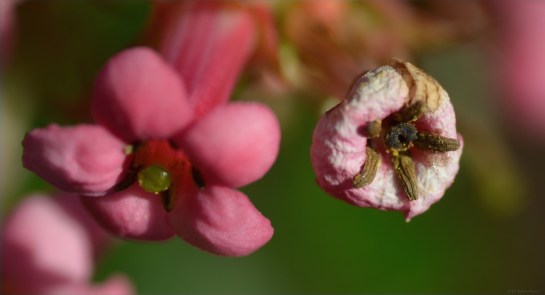 Insect pollinated flowers, Troutbeck, Zimbabwe