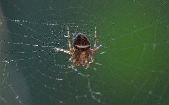 A spider with a sense of humour