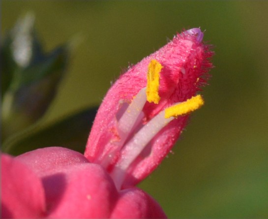 Insect pollinated flowers, Troutbeck, Zimbabwe