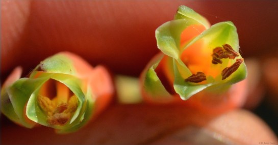 Insect pollinated flowers, Troutbeck, Zimbabwe