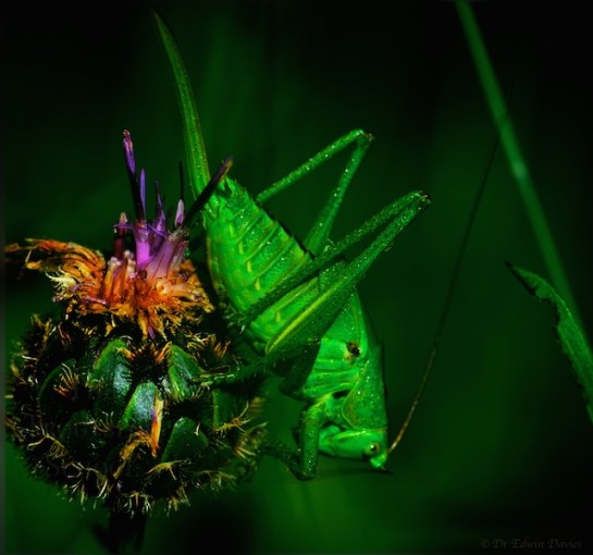 Stockalperweg flora et fauna