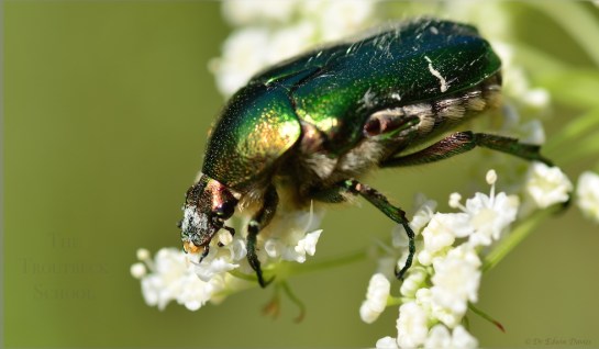 Stockalperweg flora et fauna