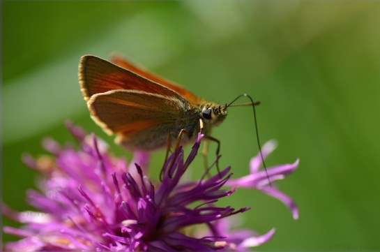 Stockalperweg flora et fauna