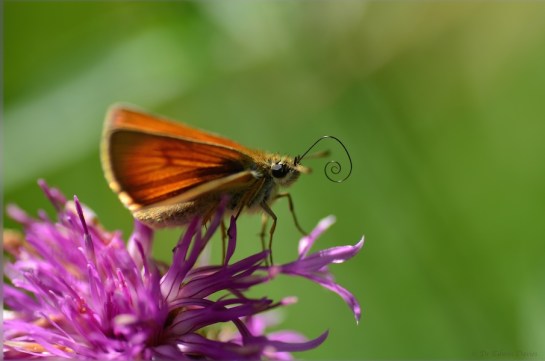 Stockalperweg flora et fauna