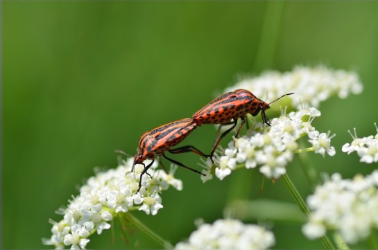 Stockalperweg flora et fauna