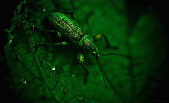 Stockalperweg flora et fauna