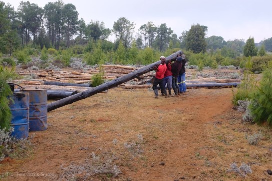 lifting and moving the pine poles