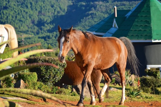Squirrel - on the way home from school