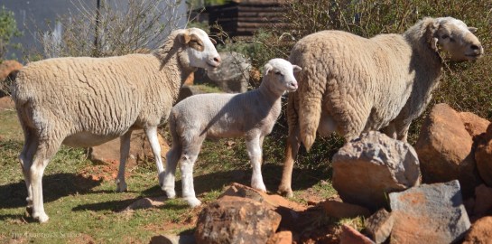 Our first lamb is born