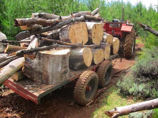 Being tower by 'Hurler" our essential MF690 4WD tractor from 1985