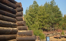 Building a real log cabin – part 2b – the walls go&nbsp;up