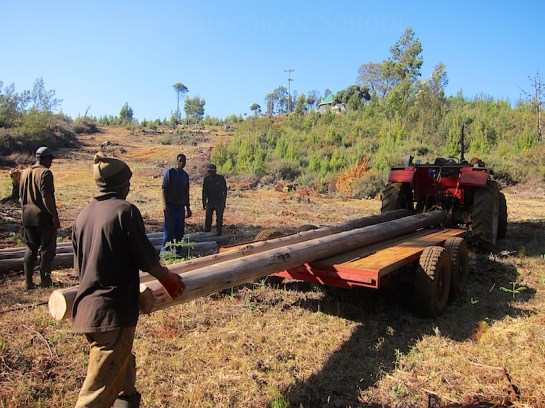 Collecting our own full length gum poles below the school