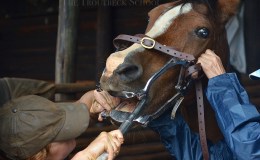 Dentistry for horses! Squirrel&nbsp;First