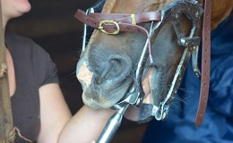Dentistry for horses!&nbsp;Mocha