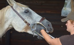 Dentistry for horses! Time for&nbsp;Joey