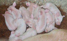10 piglet litter