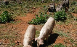Free ranging the female&nbsp;pigs