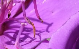 Day 3 Zimbabwe lockdown:&nbsp;flowers