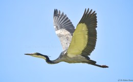 Grey Heron in flight Troutbeck Zimbabwe 29 Dec&nbsp;20