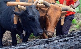 Skidding logs with&nbsp;cows