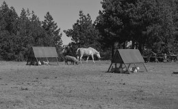 Stone built facility July 2020 animal&nbsp;farm