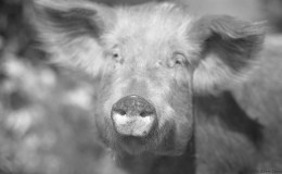 More animals July&nbsp;2020