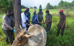 Pulling a dead unborn&nbsp;calf