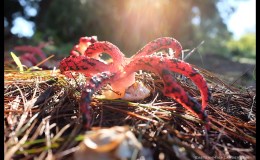 Clathrus archeri – Devil’s&nbsp;Fingers