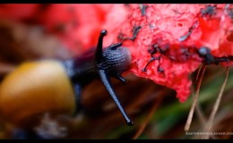 Exploring the Clathrus archeri by&nbsp;snail