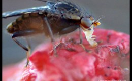 Clathrus archeri and&nbsp;friends