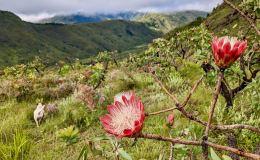 Menzi ridge spur&nbsp;camp